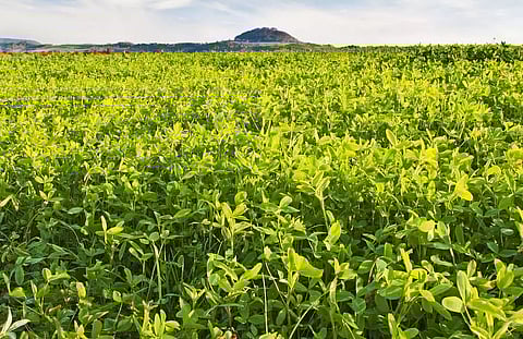 GREEN MANURING – THE NEED OF THE HOUR