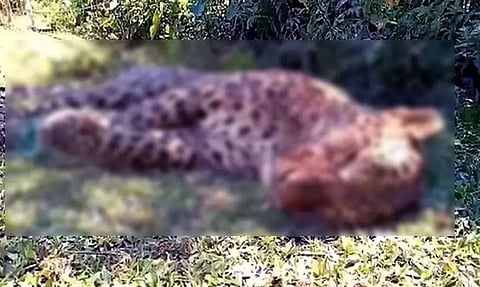 Five-Year-Old Leopard's Carcass Recovered In Jorhat District