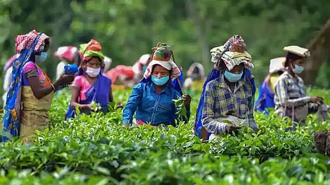 Demand For Bonus To Tea Garden Workers In Assam