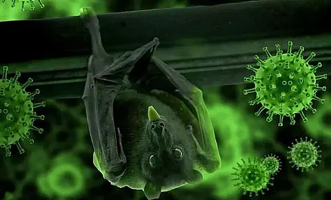 Bats resistance to Covid key to evolve treatments in humans