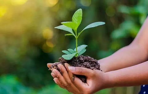 Income Tax department launches plantation drive in Morigaon