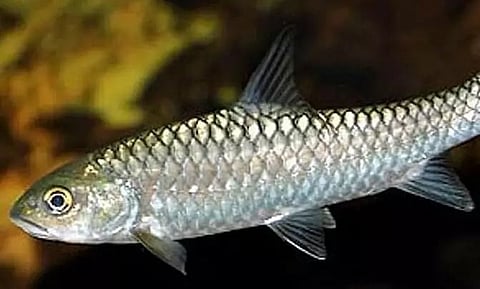 Sikkim Declares 'Katley' As State Fish