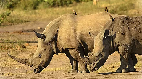 Smoke signal against rhino poaching