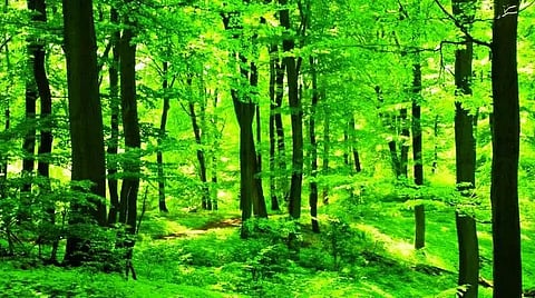 National People's Party raises concern over diversion of forest land