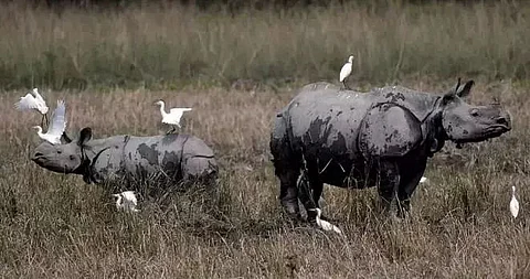 Wildlife Institute of India organizes awareness programme on rhino conservation