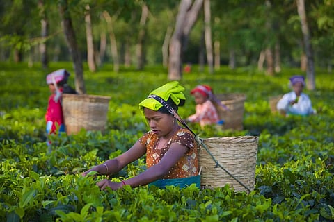 Assam To Focus On Making The State A Global Tea Tourism Hub