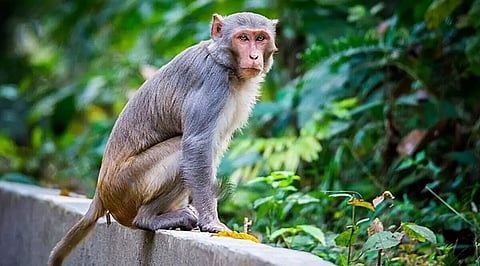 Monkey Travelled 22Km In Karnataka to Take 'Revenge' From Villagers