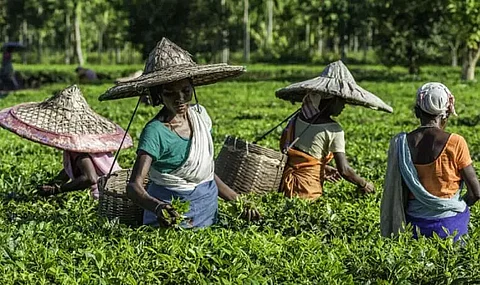 Training programme for Crèche attendants of tea estates held in Tinsukia district