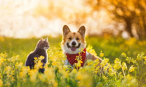 Boost your pet's health using Ayurveda