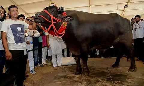 Sultan- The Mighty Buffalo from Haryana Who Loves to Drink Whiskey Dies of Heart Attack