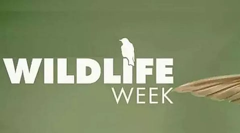 Wildlife