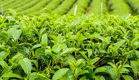 China pumping inferior tea to India via Nepal; domestic market affected
