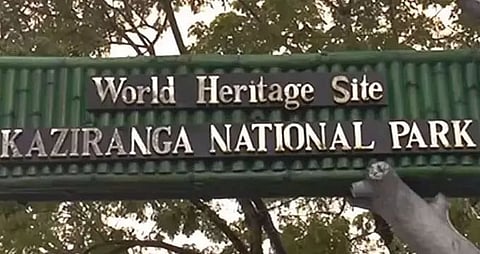 Dolphin Day observed at Kaziranga National Park