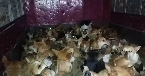 Animal Rights Groups In Manipur Announce Reward Of Rs 60,000 For Information On Dog Killers