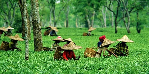Bicycles, school uniform distributed among tea tribes in Biswanath district