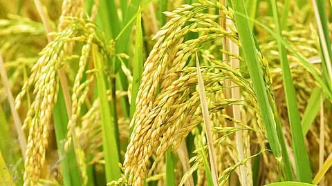 'Steps taken for reduction in paddy straw generation yielding positive results'