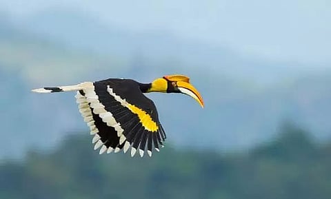 Hornbills create orchards in Arunachal's tropical forests