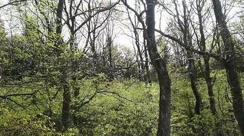 Assam loses 14.1% canopy cover; Karbi Anglong tops the list