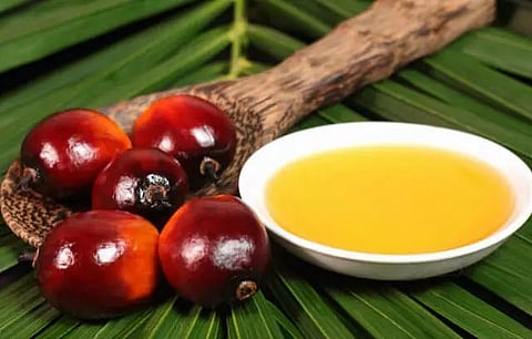 Oil palm cultivation may stop jhum in Northeast: Expert