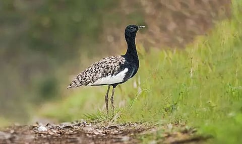 Endangered Bengal Florican spotted in Daying Ering Wildlife Sanctuary
