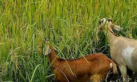 Assam: Clash in Darrang Leaves 1 Dead as Hungry Goat Munch On Neighbour's Paddy Field