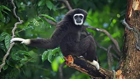 International Gibbon Day to be observed in Tinsukia district