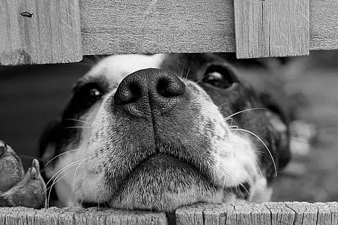 Guwahati Gets It's First-Ever Dog Cemetery
