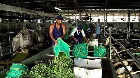 Acute coal shortage hits many tea gardens across Assam