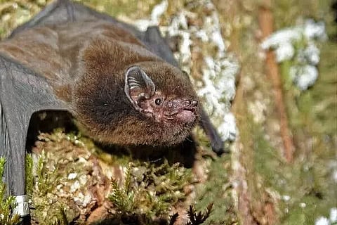 Critically endangered native long-tailed bat named New Zealand 'Bird of the Year'