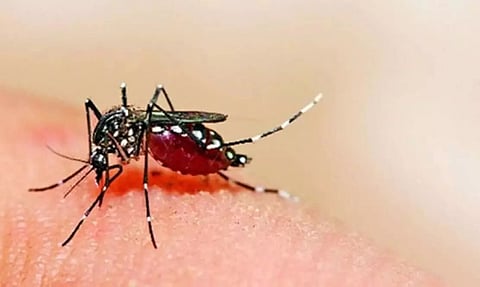 Dengue Caseloads Surges in 9 States & UTs,Tally Increases to 1.16 Lakh