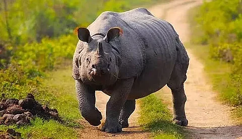 Farmer killed in rhino attack at Dhakuakhana