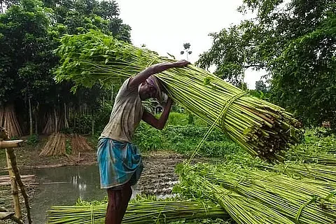 Harnessing jute potential in Assam