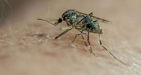 DC Ram Singh reviews dengue-prevention steps across West Garo Hills