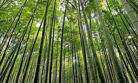Bamboo solution to tackle climate crisis: Expert at COP26
