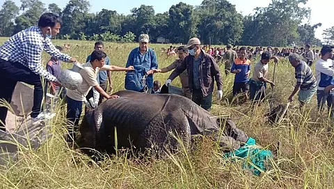 Rhino tranquilized in Dhakuakhana subdivision of Lakhimpur, havoc concludes