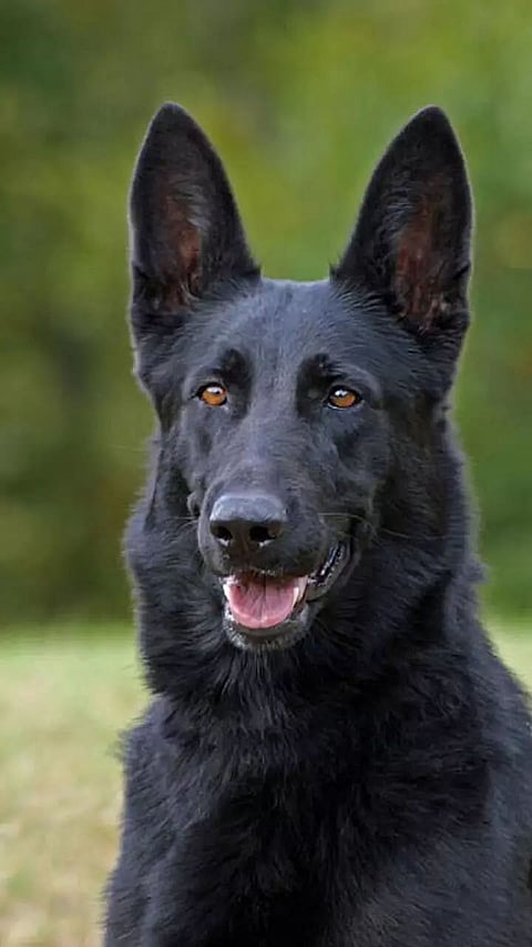 10 Strongest Dog Breeds for Getting Work Done