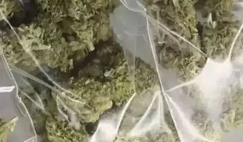 Large quantity of Cannabis recovered in Biswanath district