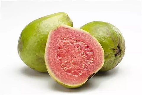 Famous pink guava loses colour due to weather change