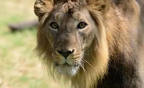 4 lions in Singapore test positive for COVID-19