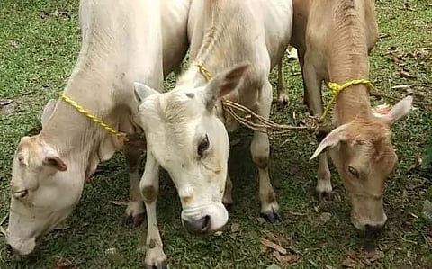 INDO-BANGLA BORDER: Sonarhat another transit route for smuggling