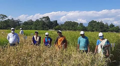 Participatory rice variety evaluation programme conducted in Lakhimpur