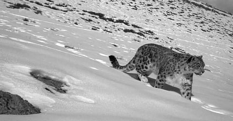 COP26: Central Asia joins hands for snow leopard conservation