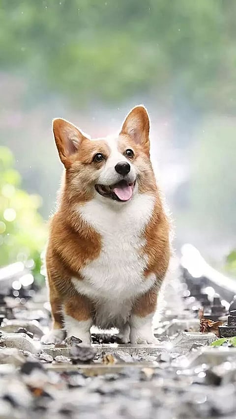 10 Health Benefits of Having Dogs