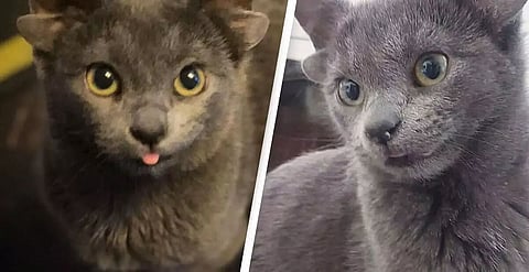 Cat born with four ears takes internet by storm