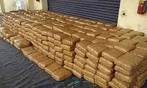 Sonitpur Police Destroy 1,000 Kg Of Cannabis At Tezpur Medical College