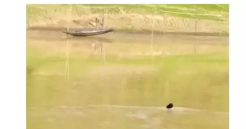 BSF watches as a youth swims through Kushiara to Bangladesh