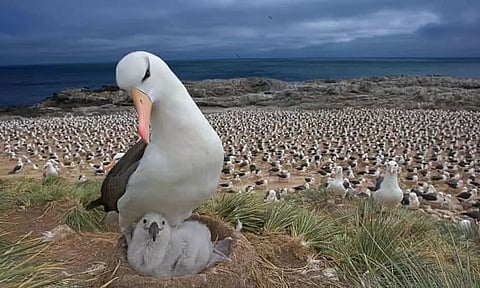 Global warming affecting one of the most monogamous birds, leading to 'break-ups'