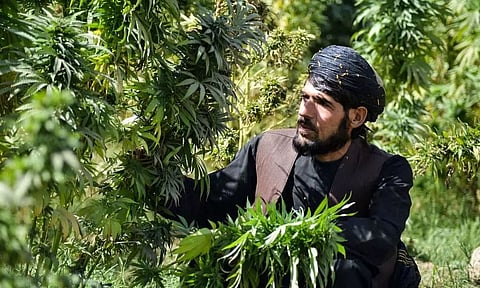Taliban Signs Deal With Australian Company, May legalize Cannabis