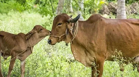 Gujarat's gir cows brought to Gorukhuti farm