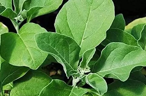 Government to re-examine advisory on efficacy of Ashwagandha